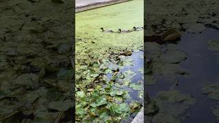 Three Ducks on The Canal 🇬🇧 3羽並んでやってきた🦆😆