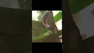 Green Tree Python 🐍