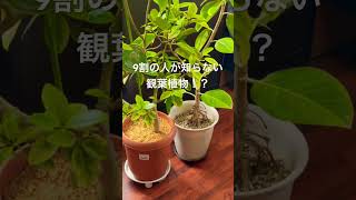 9割の人が知らない観葉植物！？答えは動画をじっくり見てみて♪