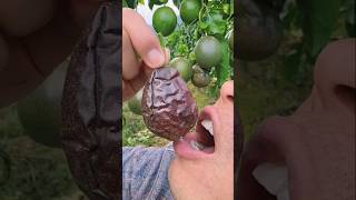 Beautiful Landscape of Delicious & Juicy Passion Fruit Farm | Fruit Harvest #satisfying #shorts