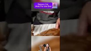 Rescuse Cat #CatRescue #RescueCat #cat #kittenrescue #rescuekitty