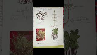Plant kingdom #goal #cuet #neetexam #biology #highlights #important #new #neetgoals