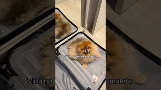 Vidu: “Sin mi no te vas a ningún sitio papi” #pets #comedy #pomeranian #perrosgraciosos #puppy