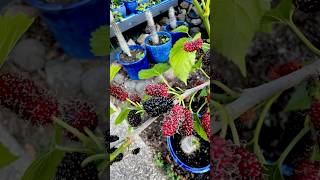 Growing Mulberry Trees in Pots! #paulstingray