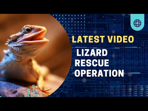 How to capture a Lizard in your house