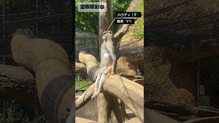 密着取材の番組CM／のんほいパーク［YouTube動物園］#パタスザル #美魔女 #情熱大陸 #cm