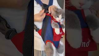 Cutest Pet Backpack for Dogs & Cats! 👜 #dhgate #dhgatefinds #shorts