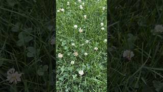 Plant Clover! #clover #grass #lawncare #howto #jokes #lawnstripes #lawntips