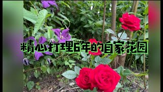 精心打理6年的自家花园| Gardening ideas for home