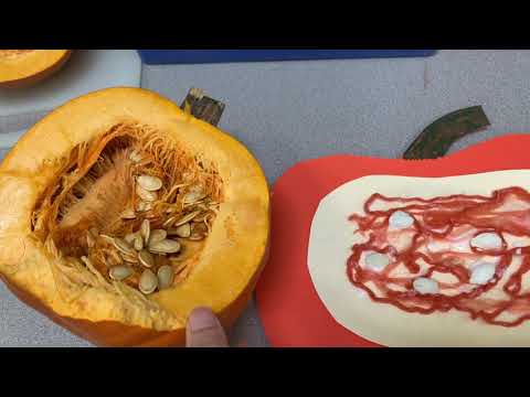 Parts of a Pumpkin - Model + Craft