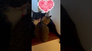 #ねこ#ねこのいる生活 #猫のいる暮らし