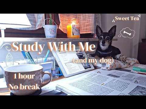 1 Hour Study With Me (and My Dog) | No breaks, Rain sound | Veterinary Medicine Student :)