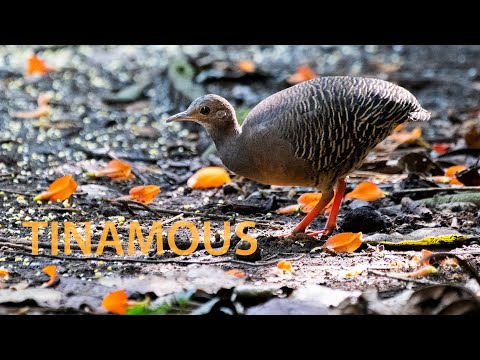 Thicket Tinamous in Guatemala