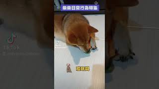 柴柴日常行為特集！！！#柴犬 #dog #狗  #日常生活 #日常紀錄 #日常 #萌宠 #可愛い
