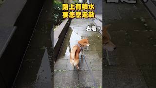 我家柴柴是不是有選擇障礙啊#柴犬 #狗狗 #萌寵 #funny #dogvideo