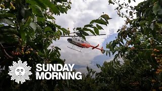The secret to a successful cherry crop? Helicopters