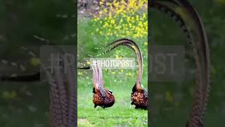 funny birds #all_shots #20likes #bestoftheday #amazing #followme #colorful #food #follow