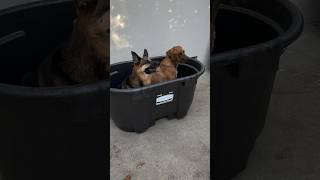 DIY Cold Plunge Lid - Rubbermaid Stock Tank pt. 1 #health #coldplunge