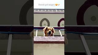 Scout got angry 😡 🐶 #goldenretriever #puppy