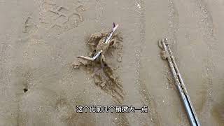 沙滩赶海寻找猫眼螺 捏大泚花#赶海 #旅行推荐官 #周末去哪玩 #户外 #现场实拍
