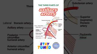 Parts of axillary artery, axillary artery anatomy #shorts #dsac