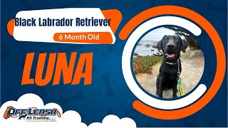Best Black Lab Dog Training | Hollister | Luna