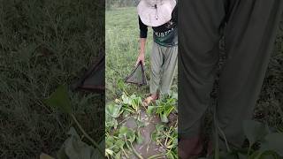 #fish #fishing #viralvideo #shorts🐬 #hookfishing #fishingtechniques😯#viral#fishing #short2025