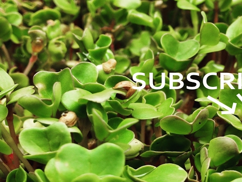 Microgreens Farmer Live Stream