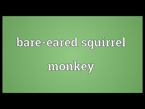 Bare-eared squirrel monkey Meaning