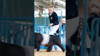 The Moment vs The Picture! Karis and Stu at State Fair in Hog Showmanship! #showpigs #livestock #ffa