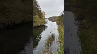 geese trying to fly #dose #life #animals #geeselive