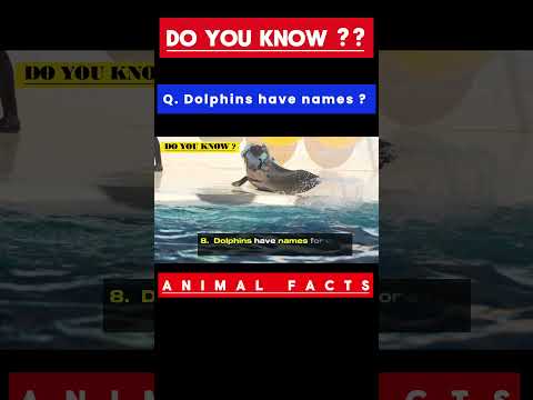 Dolphins have names? Ans... in comments #gk #facts #animalfacts #educstion #shorts