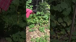 Organic gardening means sharing