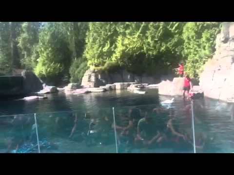 Beluga  Whale Vanvouver Aquarium Show