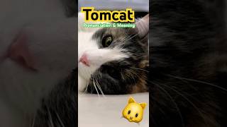 🐈‍⬛ What is a Tomcat? Tomcat Pronunciation & Meaning 🐱 Tomcat Definition #tomcat #tomcats #english