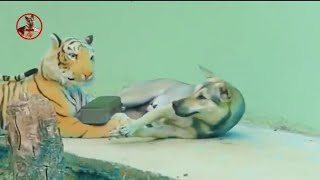 Troll Prank Dog,Fake Snake Vs Monkeys and Big Fake Lion Dog Prank Must Watchunny Video - Troll Dog