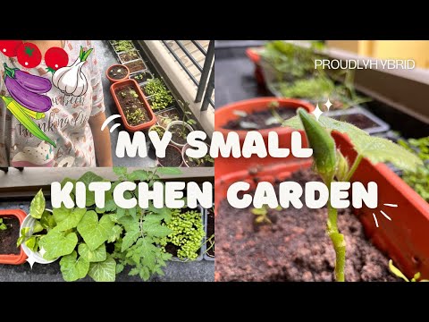 How I started my Kitchen Garden 🪴, Growing vegetables at home ✨🥬🌱 #growyourownfood #kitchengarden