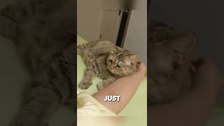 Why cats wake you up?