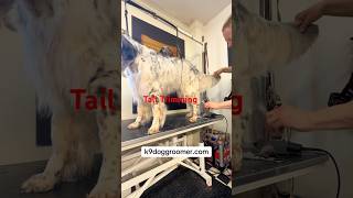 English Setter tail trimming #doggroomingtips #setters