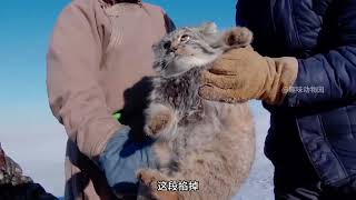 兔子和兔猻有什么關系#動物解說 #一代人有一代人的動物世界 #內容啟發搜索