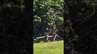 😍💕😘🤗Coyote babies spotted-3两只郊狼小宝宝🐺