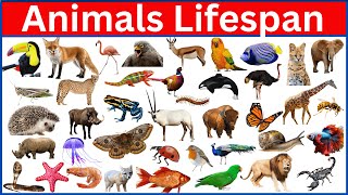 The Shortest and Longest Living Animals on Earth REVEALED