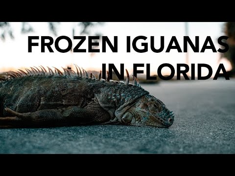 Frozen Iguanas In Florida!!!