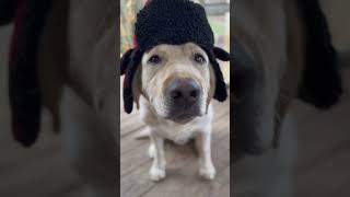 What Do You Call A Dog That Can Do Magic? 🤣 #shortsviral #doglover #labradorretriever