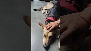 meri mummy bolti hai 😂 simon home dog #funny #pets #cat #pethumor #petlovers #lovelypets