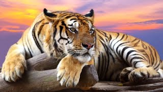 #jigsawpuzzle #jigsawpuzzlecollection  #puzzle #pŭzel #pusle #puzzlegame  #puzzles  #puzzel #jigsaw