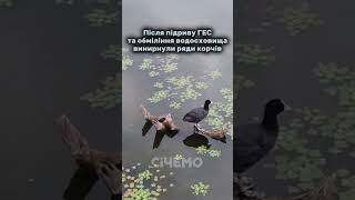 На Запоріжжі із дна винирнули зрубані 70 років тому дерева #запоріжжя #каховськеводосховище