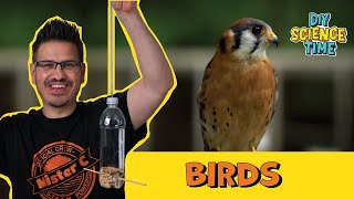 Birds and Bird Watching Experiments! | Ep. 302 DIY Science Time #DIYST3