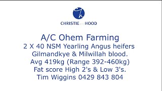 8624062 Ohem Farming NSM Angus Heifers CHC