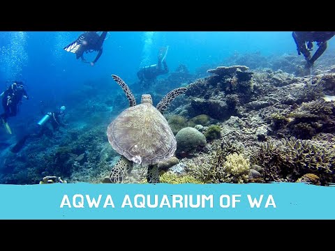 AQWA: biggest Aquarium of Western Australia | tour vlog by Sidra's Ideas| part 2